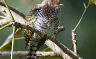 birding uganda