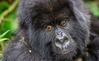 3 Days Rwanda Gorilla Trek