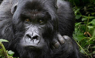 8 Days Uganda Rwanda Congo Safari