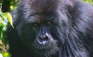 7 Days Uganda Primates Safari