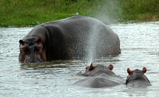 hippos uganda