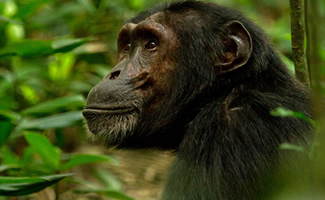 chimps tracking