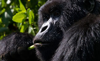 4 Days Gorilla Safari Uganda Rwanda